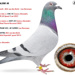 9.RO-24-6208 M ♂ Semifrate de tata cu 348-18 Cazacu Alexandru  1e Nat. FCPR AS Speed 3 ani 2021  Linie KITTEL Dirk van den Bulck