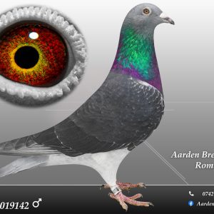 RO-25-0019142 M ♂ 100% Jan Aarden Maraton !