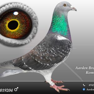 RO-25-0019204 M ♂ 100% Jan Aarden Maraton !