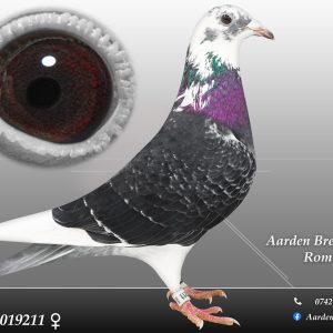 RO-25-0019211 F ♀ 100% Jan Aarden Maraton !