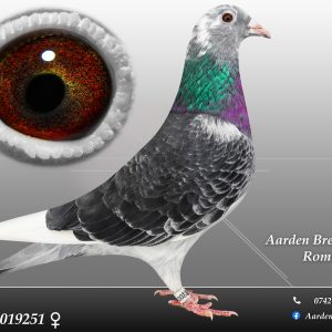 RO-25-0019251 F ♀ 100% Jan Aarden Maraton !