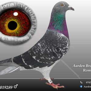 RO-25-0019289 M ♂ 100% Jan Aarden Maraton !