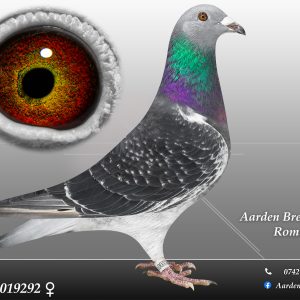 RO-25-0019292 F  ♀ 100% Jan Aarden Maraton !