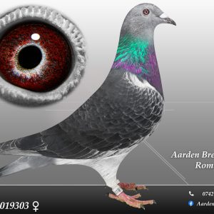 RO-25-0019303 F ♀ 100% Jan Aarden Maraton !