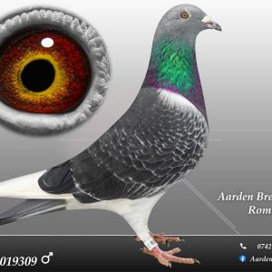 RO-25-0019309 M  ♂ 100% Jan Aarden Maraton !