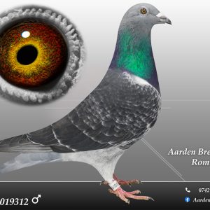 RO-25-0019312 M ♂ 100% Jan Aarden Maraton !