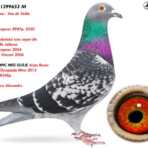 RO-25-1299653 M ♂ Tatal porumbelului este nepot din  ORION Jelle Jellema  6e Nat. Bergerac 2004 7e Nat. St. Vincent 2006