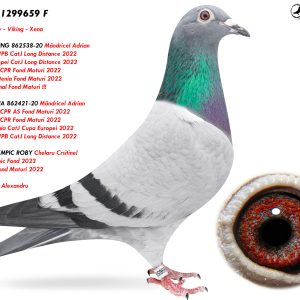 5.RO-25-1299659 F ♀ Nepoata a 3 campioni nationali si olympici la fond VIKING-XENA Mândricel Adrian OLYMPIC ROBY Chelaru Crsitinel