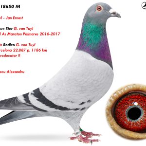 8.RO-25-18650 M ♂ Linie Blauwe Ster G. van Tuyl 2 National As Maraton Palmares 2016-2017  Consangvin Rodico G. van Tuyl 1e Int. Barcelona