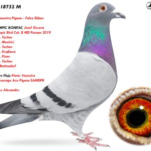 9.RO-25-18732 M ♂ Nepot OLYMPIC BONIFAC Josef Kucera 1e Int. Olympic Bird Cat. B MD Poznan 2019 1e / 3517p. Tachov