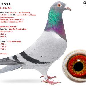 3.RO-25-18796 F ♀ Consangvină SUPER 219 5 locuri de 1  Van den Brande & Mama porumbelului este nepoată  DIAMANT 8 locuri de 1