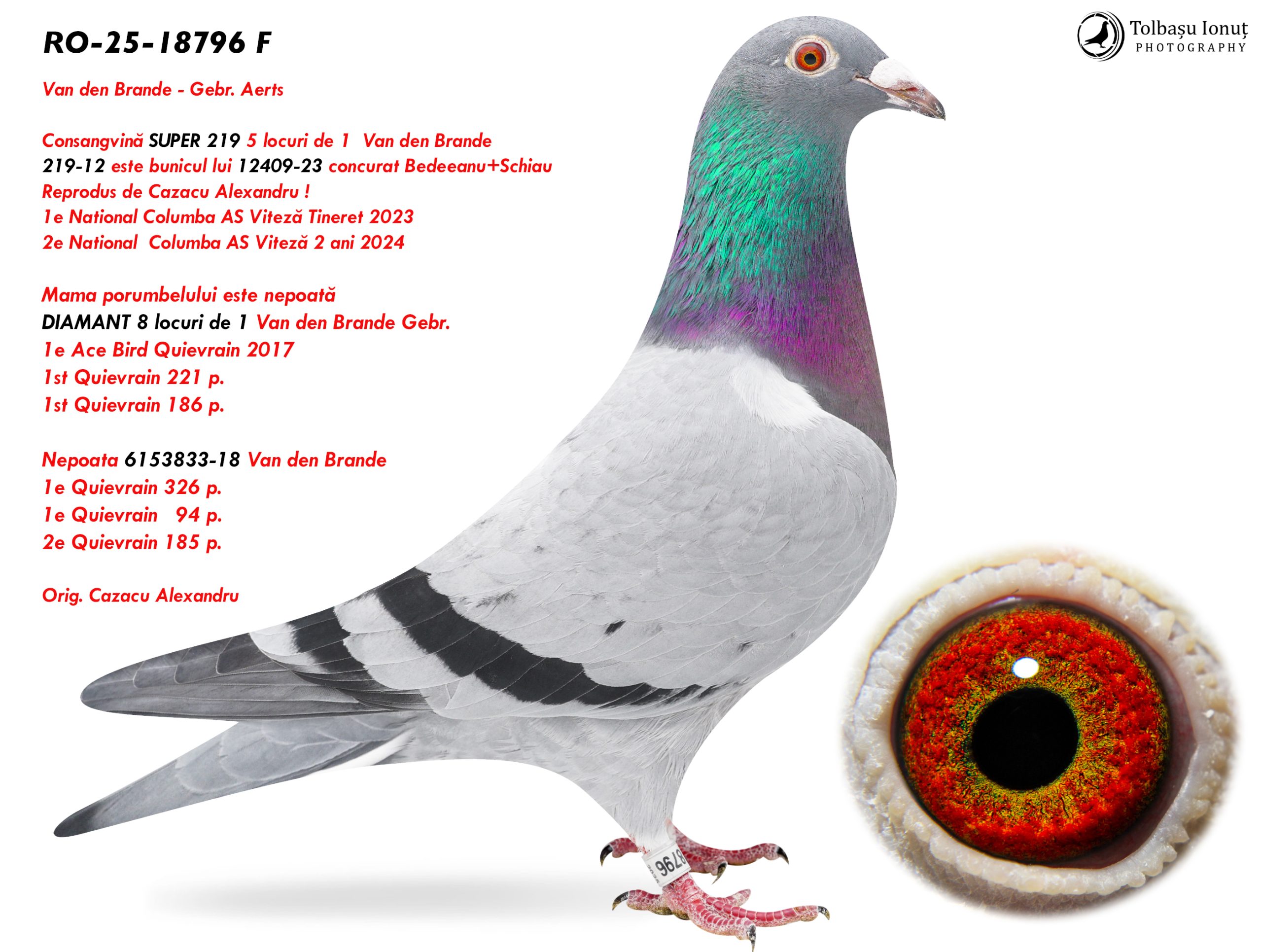 3.RO-25-18796 F ♀ Consangvină SUPER 219 5 locuri de 1 Van den Brande & Mama porumbelului este nepoată DIAMANT 8 locuri de 1