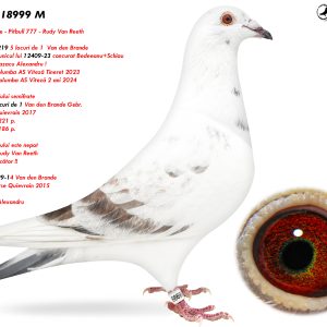 1.RO-25-18999 M ♂ Tatal porumbelului semifrate DIAMANT 8 locuri de 1 Van den Brande Gebr. 1e Ace Bird Quievrain 2017 1st Quievrain 221 p.