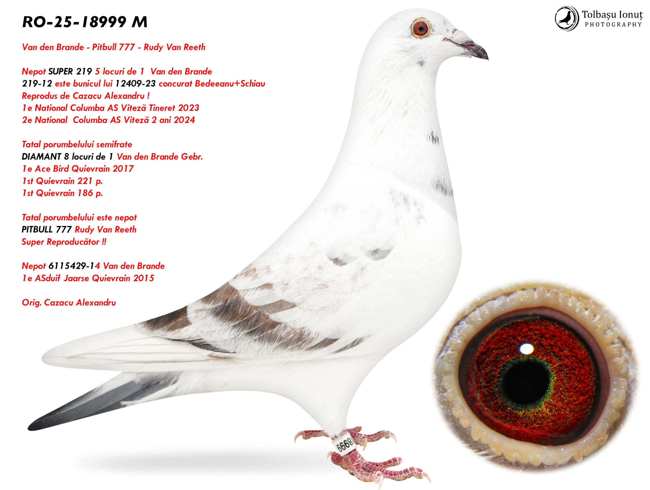 1.RO-25-18999 M ♂ Tatal porumbelului semifrate DIAMANT 8 locuri de 1 Van den Brande Gebr. 1e Ace Bird Quievrain 2017 1st Quievrain 221 p.