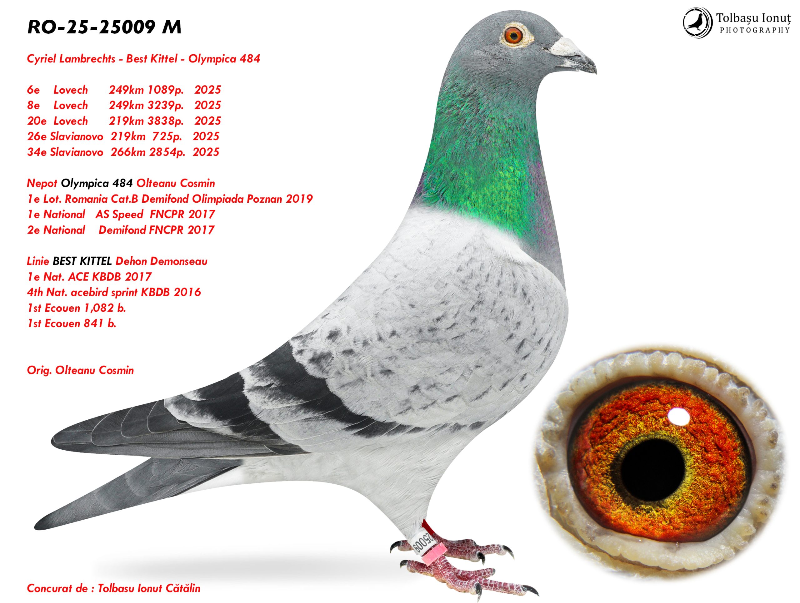3.RO-25-25009 M ♂ Loc 6 Lovech 249km 1089p. 2025 , Loc 8 Lovech 249km 3239p. 2025 , etc Nepot Olympica 484 Linie BEST KITTEL