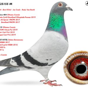 RO-25-25155 M ♂ Linie 19185-19 Olteanu Cosmin 1e National FCPR Viteză Pui 2019 Nepot Olympica 484 , Linie BEST KITTEL