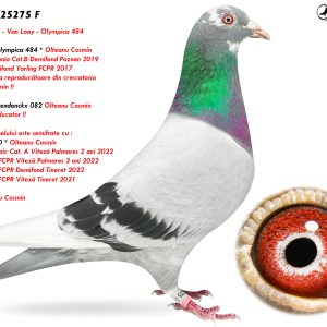 2.RO-25-25275 F ♀ Nepoata * Olympica 484 * Olteanu Cosmin & Nepoata Hasendonckx 082 Olteanu Cosmin Super Reproducator !!