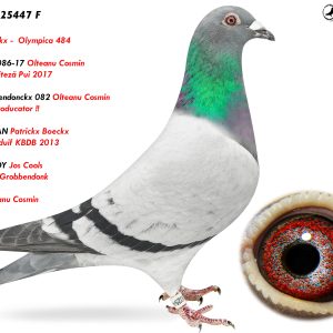 8.RO-25-25447 F ♀ Hasendonckx -  Olympica 484   Fiică din 17086-17 Olteanu Cosmin  1e Prov. Viteză Pui 2017 Nepot Hasendonckx 082