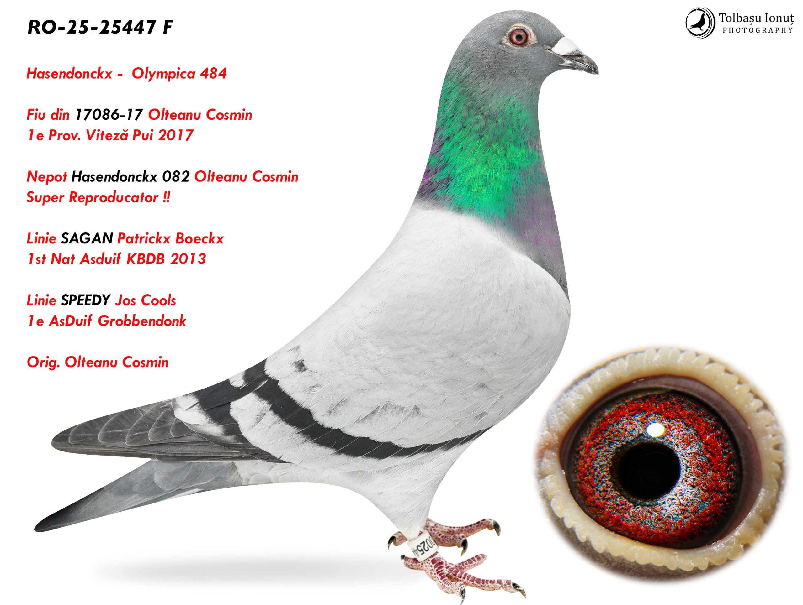 8.RO-25-25447 F ♀ Hasendonckx - Olympica 484 Fiică din 17086-17 Olteanu Cosmin 1e Prov. Viteză Pui 2017 Nepot Hasendonckx 082