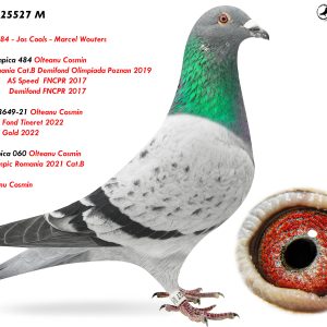 9.RO-25-25527 M ♂ Nepot 2023649-21 Olteanu Cosmin  1e National Fond Tineret 2022 1e National Gold 2022 & Olympica 484