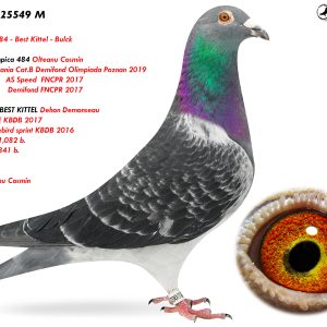RO-25-25549 M ♂ Consangvin BEST KITTEL Dehon Demonseau 1e Nat. ACE KBDB 2017 4th Nat. acebird sprint KBDB 2016 Nepot 484