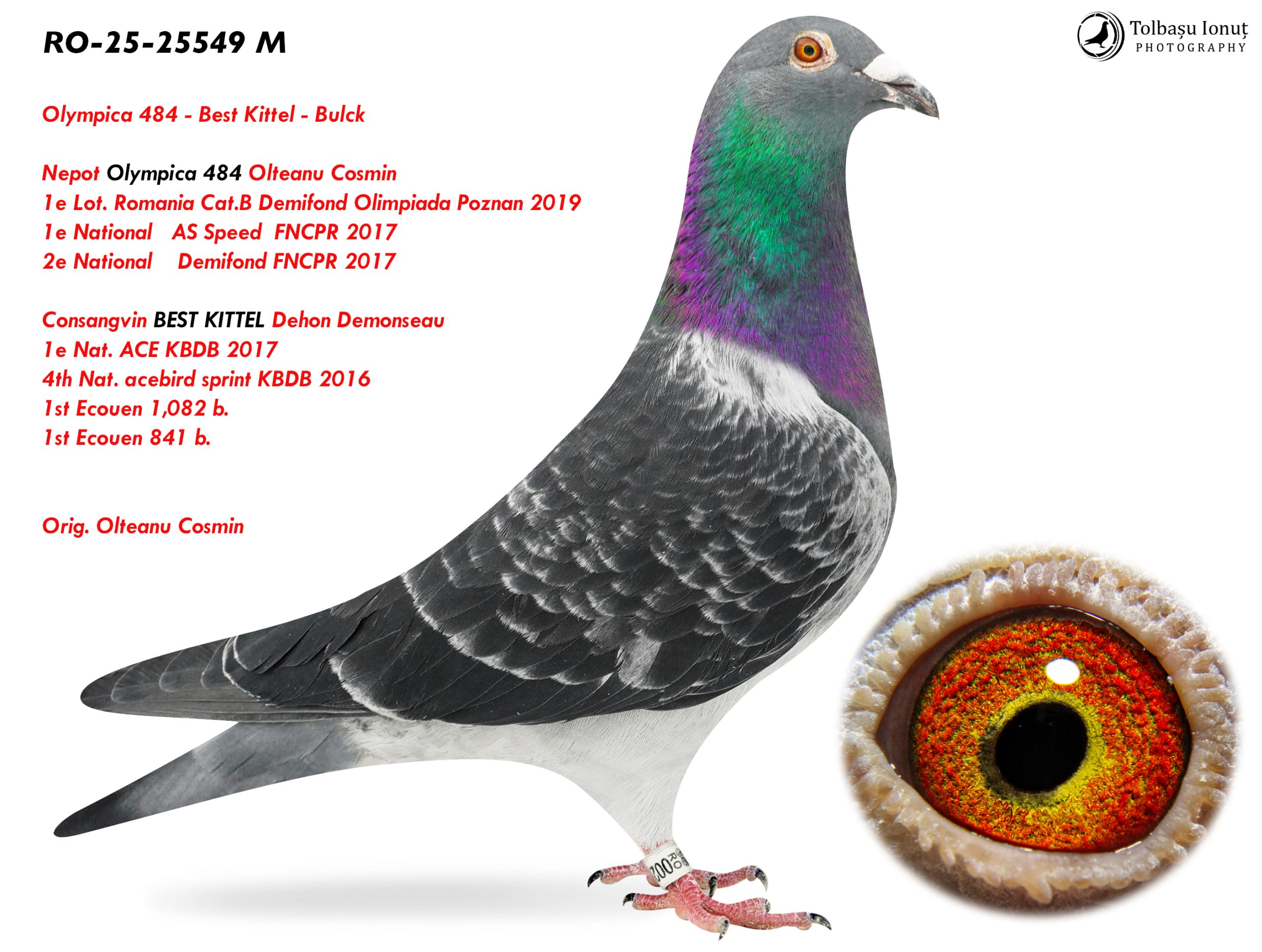 RO-25-25549 M ♂ Consangvin BEST KITTEL Dehon Demonseau 1e Nat. ACE KBDB 2017 4th Nat. acebird sprint KBDB 2016 Nepot 484