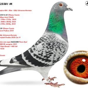 5.RO-25-25581 M ♂  Tatal porumbelului este nepot BLIZZARD Pierre Byel 1e Nat. ace KBDB SD youngster 2021  Frate Loc 3-5-7 pui 2025
