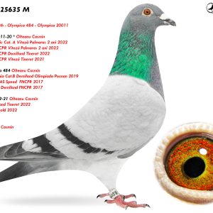 7.RO-25-25635 M ♂ Nepot * 020011-20 * Olteanu Cosmin 1e Lot Olympic Cat. A Viteză Palmares 2 ani 2022 1e National FCPR Viteză 2 ani