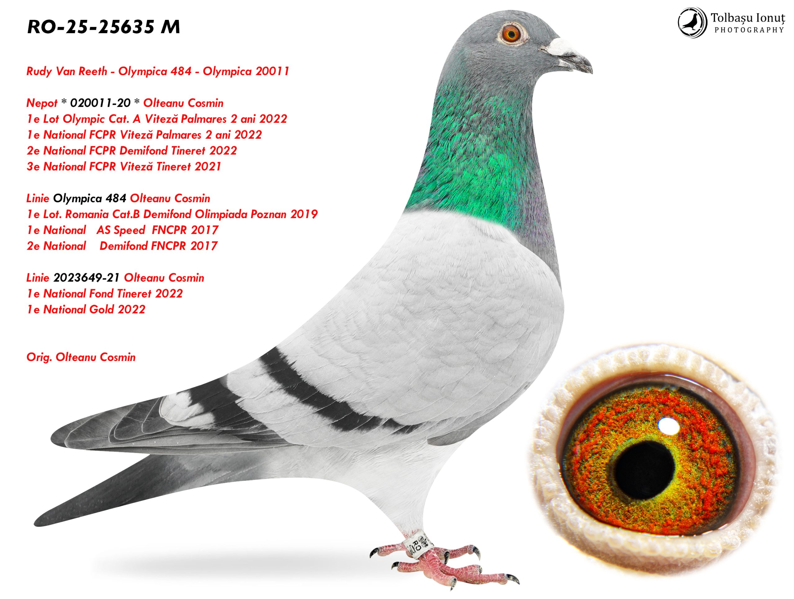 7.RO-25-25635 M ♂ Nepot * 020011-20 * Olteanu Cosmin 1e Lot Olympic Cat. A Viteză Palmares 2 ani 2022 1e National FCPR Viteză 2 ani