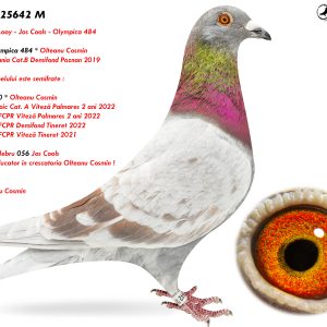 6.RO-25-25642 M ♂ Nepot din celebru 056 Jos Cools  Super reproducator in crescatoria Olteanu Cosmin ! Nepot Olympica 484