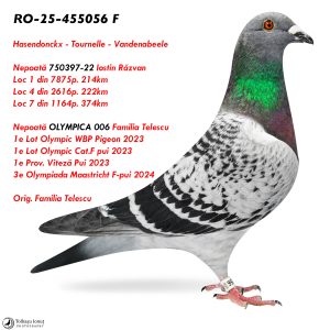 4.RO-25-455056 F ♀ Nepoată OLYMPICA 006 Familia Telescu  1e Lot Olympic WBP Pigeon 2023 1e Lot Olympic Cat.F pui 2023 3e Olympiada