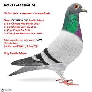 5.RO-25-455060 M ♂ Nepot OLYMPICA 006 Familia Telescu  1e Lot Olympic WBP Pigeon 2023 1e Lot Olympic Cat.F pui 2023 3e Olympiada