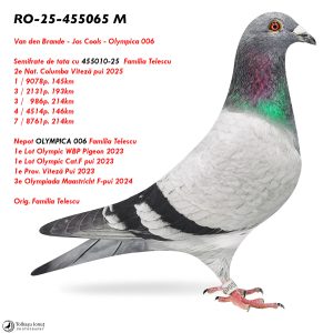 1.RO-25-455065 M ♂ Semifrate de tata cu 455010-25  Familia Telescu  2e Nat. Columba Viteză pui 2025 Nepot OLYMPICA 006 Familia Telescu