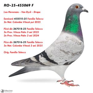 2.RO-25-455069 F ♀ Fiica din 267016-23 Familia Telescu  3e Nat. Columba Viteză 2 ani 2025 semisora 2e Nat. Columba Viteză pui 2025
