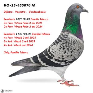 7.RO-25-455070 M ♂ Dijkstra - Veenstra -  Vandenabeele   Semifrate 267018-23 Familia Telescu  3e Prov. Viteza Palm 3 ani 2025