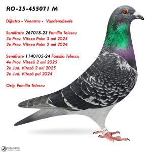3.RO-25-455071 M ♂ Semifrate 267018-23 Familia Telescu  3e Prov. Viteza Palm 3 ani 2025 2e Prov. Viteza Palm 2 ani 2024 Dijkstra - Veenstra