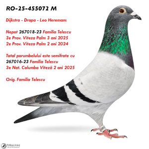8.RO-25-455072 M ♂ Tatal porumbelului este semifrate cu  267016-23 Familia Telescu  3e Nat. Columba Viteză 2 ani 2025 Nepot 267018-23