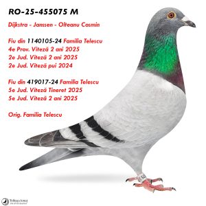 RO-25-455075 M ♂ Fiu din 419017-24 Familia Telescu 5e Jud. Viteză Tineret 2025 5e Jud. Viteză 2 ani 2025  Fiu din 1140105-24 Familia Telescu