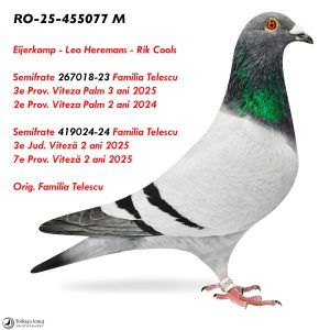 RO-25-455077 M ♂ Semifrate 267018-23 Familia Telescu  3e Prov. Viteza Palm 3 ani 2025 2e Prov. Viteza Palm 2 ani 2024 Semifrate 3e Jud. Viteză 2 ani