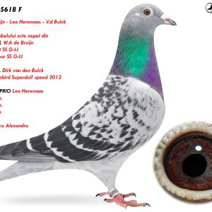 RO-25-5618 F ♀ Tatal porumbelului este nepot din TIGER ROLL W.A de Bruijn 1e AS OUD SS G-IJ 2e AS Natour SS G-IJ Linie KITTEL