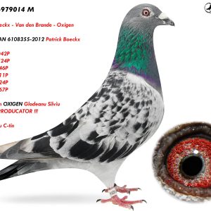 RO-25-979014 M ♂ Patrick Boeckx - Van den Brande - Oxigen   Linie SAGAN 6108355-2012 Patrick Boeckx  LOC 1  1042P LOC 1    524P LOC 1   446P