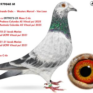 3.RO-25-979040 M ♂ Frate bun cu 0979072-25 Manu C-tin  2e Judet Prahova Columba AS Viteză pui 2025 2e Prov. Muntenia