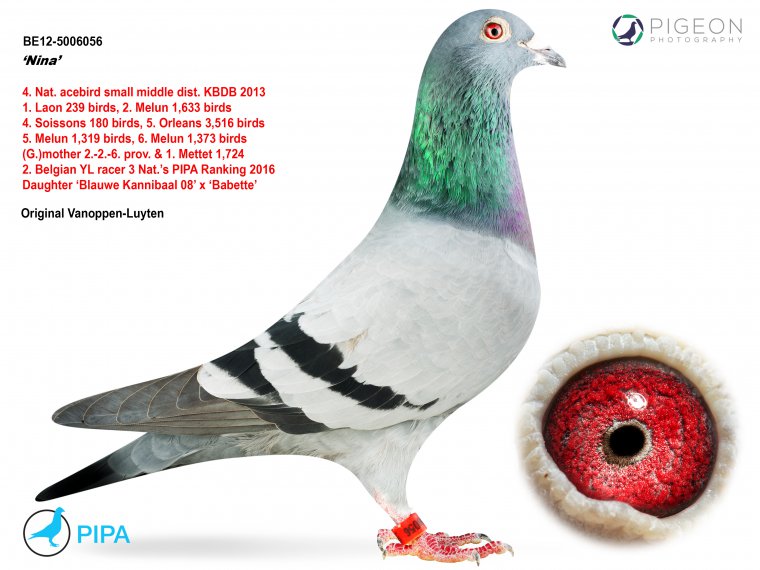 4.RO-24-304 M ♂ Tatal porumbelului este dublu nepot din : BEST KITTEL Dehon Demonseau 1e Nat. ACE KBDB Sprint 2017 Linie KITTEL - imagine 4