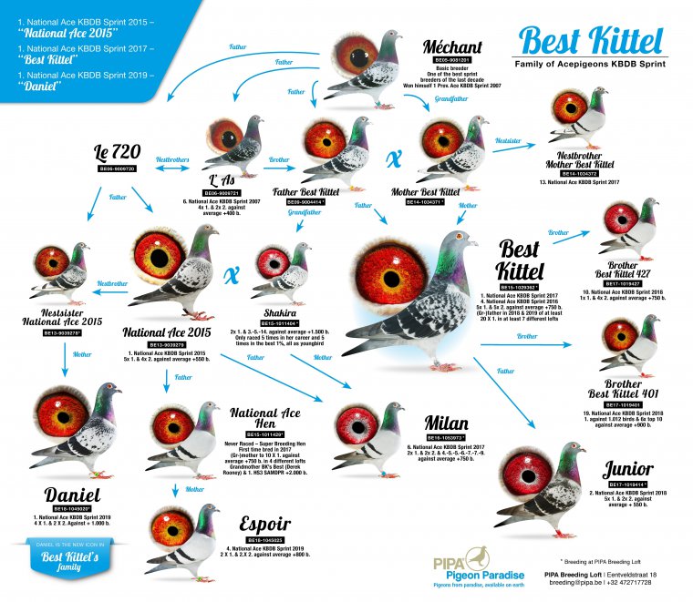 4.RO-24-304 M ♂ Tatal porumbelului este dublu nepot din : BEST KITTEL Dehon Demonseau 1e Nat. ACE KBDB Sprint 2017 Linie KITTEL - imagine 5