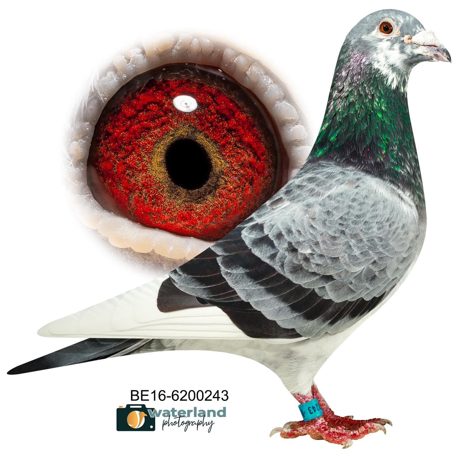 2.RO-25-343249 F ♀ Sora cu MACHINE PB 61 Stroe & Bartos Loc 3 National cat. A Olimpiada Dortmund 2026 6 x Locuri de 1 - imagine 6