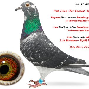 4.BE-21-6236656 F ♀ Nepoata New Laureaat Batenburg v.d Merwe 1st international Barcelona 2013