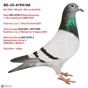 5.BE-25-4194160 ♂ Nepot BEST KITTEL II Dehon Demonseau 1. Nat. acebird sprint KBDB 2020 Frate bun cu Loc 1 Viteza Pui Arad 2025