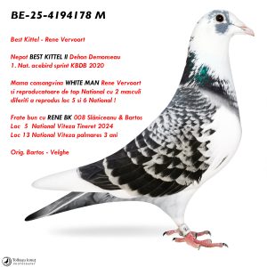 4.BE-25-4194178 M ♂ Frate bun cu RENE BK 008 Loc 5 National Viteza Tineret 2024 & Nepot Best Kittel ll 1. Nat. acebird sprint KBDB