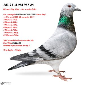 3.BE-25-4194197 M ♂ 4 x consangvin BLIZZARD KING KITTEL Pierre Beyl 1 e Nat ace KBDB SD youngster 2021