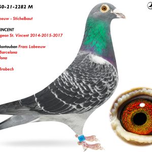 3.DAN-250-21-2282 M ♂ Frans Labeeuw - Stichelbaut  Linie DE Montauban Frans Labeeuw 64e Nat. Barcelona 5 x Barcelona